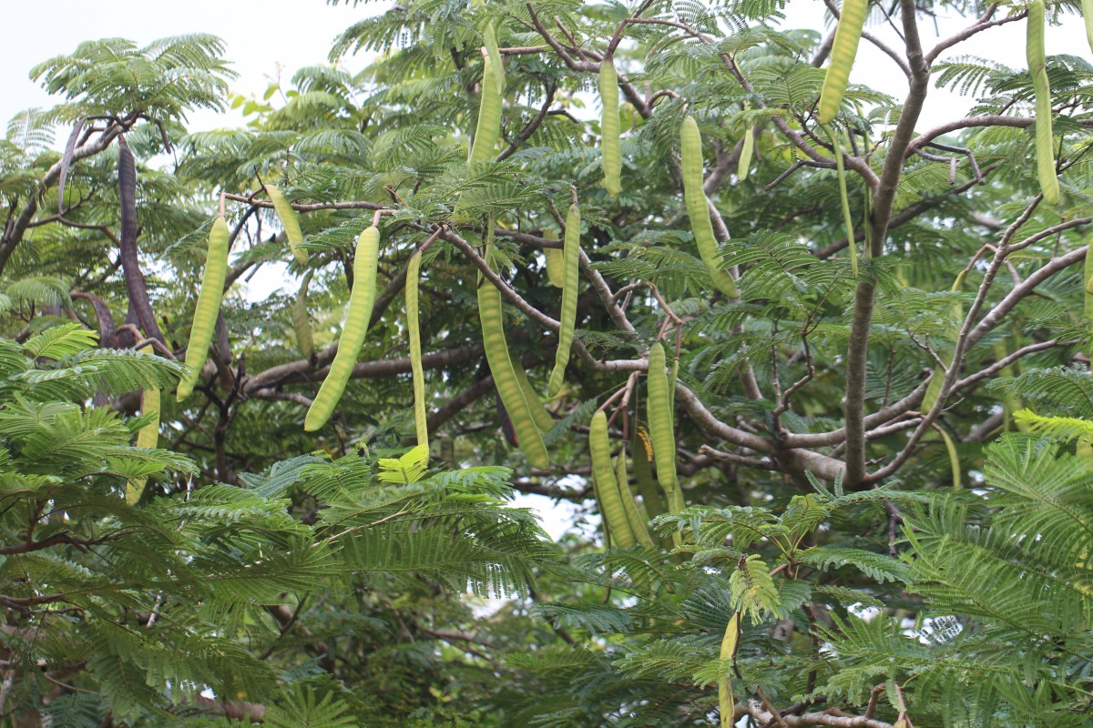 Delonix regia (Bojer ex Hook.) Raf.